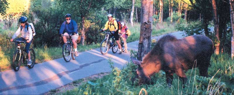 Most renters including this family encounter moose on the Coastal Trail. Many people comment that they saw more wildlife on their $16 bike ride in Anchorage than anywhere else in Alaska.